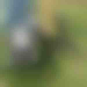 Алатка за отстранување на коров | ROOTNIK